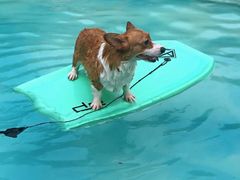 -汪说喵讲宠物乐园宠物酒店(红星美凯龙店)