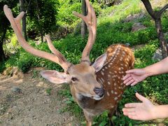 -大连森林动物园