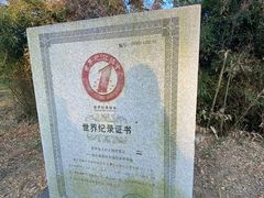 -千年银杏谷文化旅游区