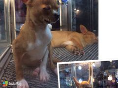 瑞丰夜市-瑞丰夜市