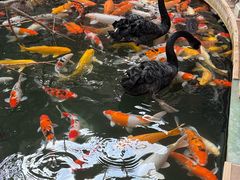 -南宫五洲植物乐园