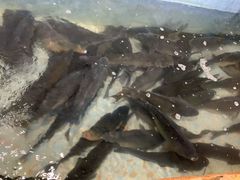 -杨林闻老三酸菜鱼(总店)