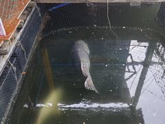 -蓝湾碧波·老字号·疍家非遗海上餐厅