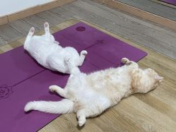 -齐伽生活馆·瑜伽·普拉提·阿育吠陀