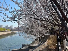 -桃花堤公园