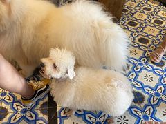 -more than meow吴止猫主题餐厅(承德 中船汇店)