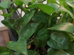 -云晓光头烧烤吧(德平路店)