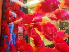 -星河湾半岛酒店-真粤中餐厅