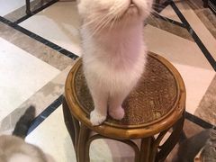 -猫色咖啡·猫咖