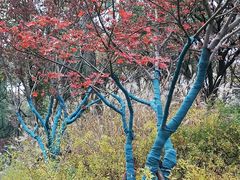 -上海市保健医疗中心