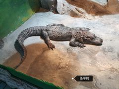 -上海大自然野生昆虫馆(东方明珠·爬宠昆虫探索中心)