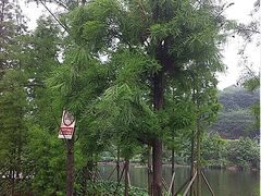 -重庆彩云湖湿地公园