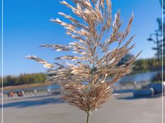 -南海子公园