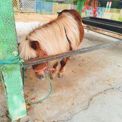 -萌宠亲子动物乐园(槐房万达店)