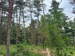 -帽儿山国家森林公园