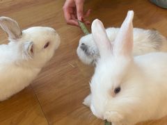 -猫猫幼稚园·撸猫·桌游·电玩