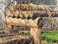 -合肥野生动物园