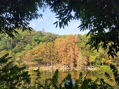 -深圳仙湖植物园