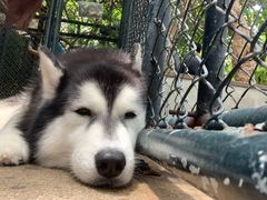 -TrueLove @ Neverland (Husky Cafe)