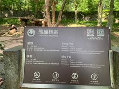 -都江堰中华大熊猫苑