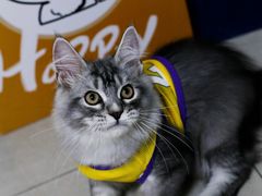 -lincat·猫舍(广州店)