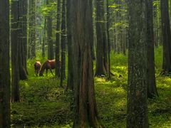 -武陵山森林公园