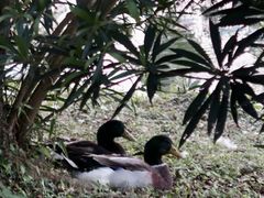 -福建鲤鱼洲酒店