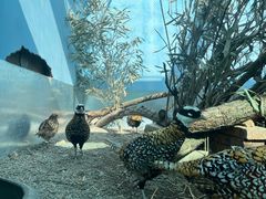 -青藏高原野生动物园