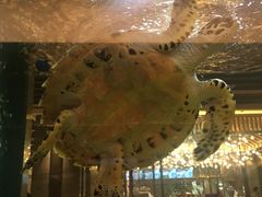 -海鼎荟海鲜姿造(晋江宝龙店)