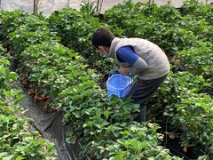 -大自然农场蔬菜草莓采摘园