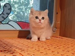 -欣宠猫屋·矮脚拿破仑·蓝金金渐层