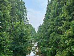 -黄海国家森林公园