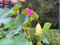 -莲花池公园