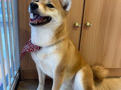 -南京Hallo宠物乐园·哈罗犬舍·柴犬繁育基地