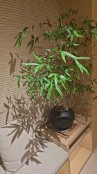 -Dr.林醫生产后修复·配方产康(南京江宁万达店)
