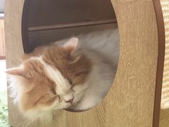 -猫和宫(六道口店)