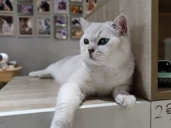 -藏猫猫咖啡主题馆(中央大道店)