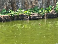 -海南热带野生动植物园