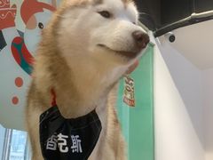 -Husky Go! 哈士奇体验馆·宠物咖啡厅狗咖