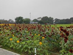 -北陵公园