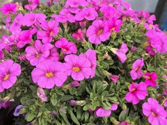 -上海鲜花港
