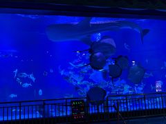 -烟台海昌鲸鲨海洋公园