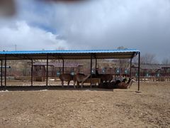 -鄂尔多斯野生动物园