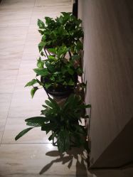 -苑苑vbeauty科技美容SPA