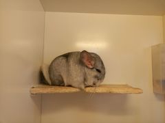 -龙猫仔乐园(惠福东路店)