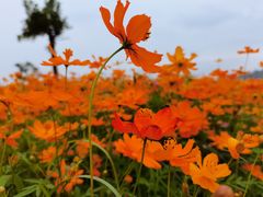 -洋湖国家湿地公园