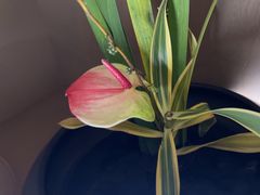 -海立阁海鲜江浙菜(漕河泾印象城店)