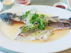 盐油蒸山坑鲩-龙悦湾酒家·八阵鱼生·渔人码头店