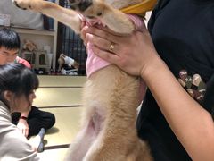 -逗柴咖啡屋·狗咖猫咖宠物桌游