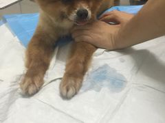 -爱侣宠医·鹦鹉专科·小型哺乳类·异宠专科(灵石路店)